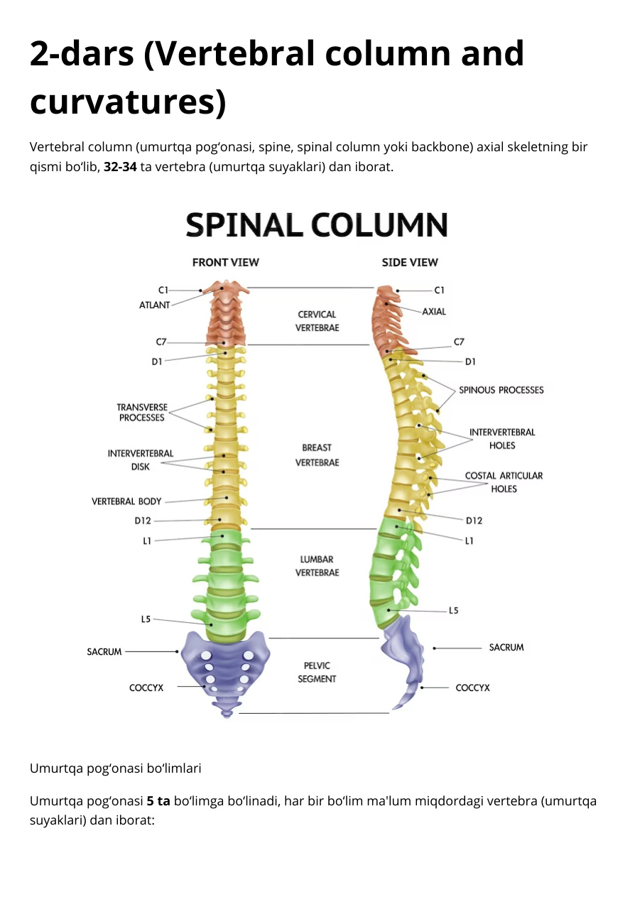 Vertebral column and curvature